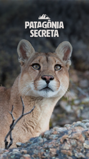 Encontro tenso com puma selvagem na Patagônia: a experiência de estar 'perto demais'
