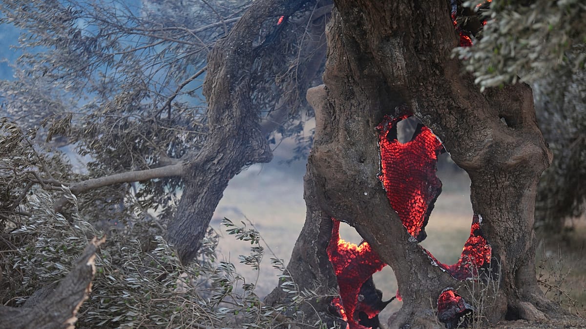 Incêndios florestais em Creta devastam milhares de hectares e mobilizam forças