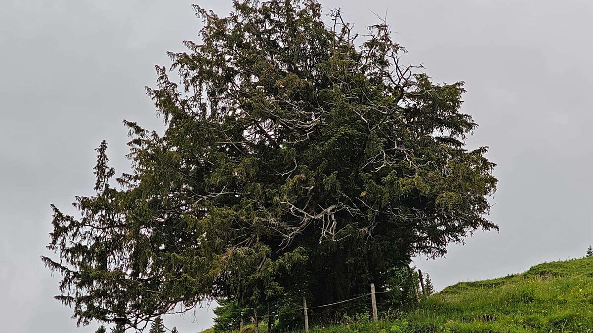 Descoberta árvore milenar no Allgäu pode ser a mais antiga da Alemanha